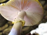 Amanita flavorubens image