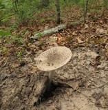 Amanita sect. Vaginatae image