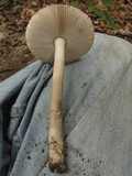 Amanita sect. Vaginatae image