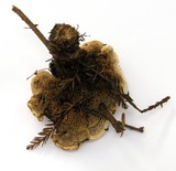 Hydnellum aurantiacum image