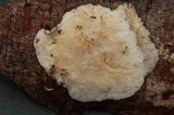 Skeletocutis alutacea image