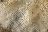 Skeletocutis alutacea image