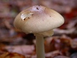 Amanita solaniolens image