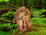 Gyromitra sphaerospora image