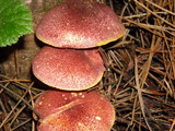 Tricholomopsis rutilans image