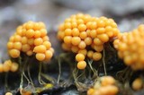 Badhamia utricularis image