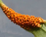 Puccinia coronata image