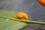 Puccinia coronata image
