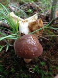 Xanthoconium affine image