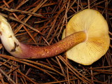 Tricholomopsis rutilans image