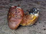 Suillus caerulescens image