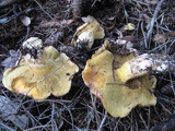 Suillus caerulescens image