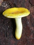 Russula flavida image