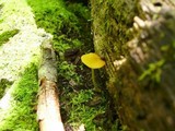 Pluteus admirabilis image
