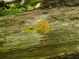 Pluteus admirabilis image