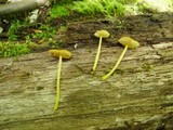 Pluteus admirabilis image