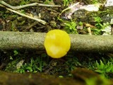 Pluteus admirabilis image