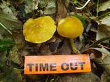 Pluteus flavofuligineus image