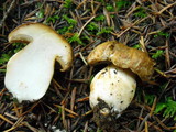 Boletus regineus image