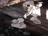 Mycena overholtsii image