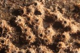 Lasiosphaeria strigosa image