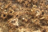 Lasiosphaeria strigosa image