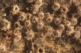 Lasiosphaeria strigosa image