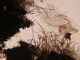 Lasiosphaeria strigosa image