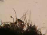 Lasiosphaeria strigosa image