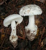 Amanita inodora image