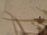 Lasiosphaeria strigosa image