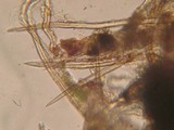 Lasiosphaeria strigosa image