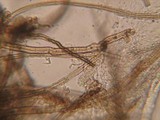 Lasiosphaeria strigosa image