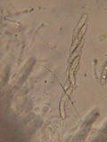 Lasiosphaeria strigosa image