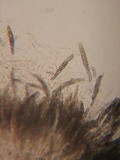 Lasiosphaeria strigosa image