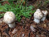 Hypomyces hyalinus image