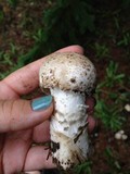 Hypomyces hyalinus image