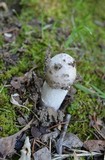 Hypomyces hyalinus image