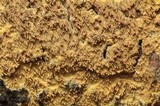 Hyphodontia quercina image