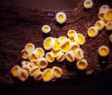 Dasyscyphus bicolor image