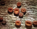 Dasyscyphus bicolor image