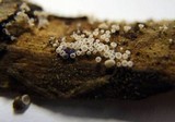 Lachnum virgineum image