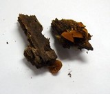 Flammulaster muricatus image