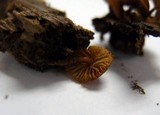 Flammulaster muricatus image