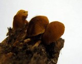 Flammulaster muricatus image
