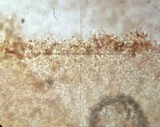 Flammulaster muricatus image
