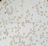 Flammulaster muricatus image