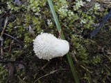 Lycoperdon echinatum image