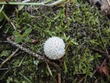 Lycoperdon echinatum image