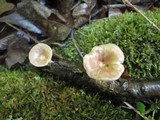 Panus conchatus image